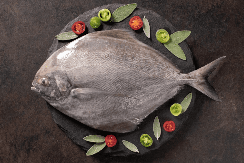 Black Pomfret