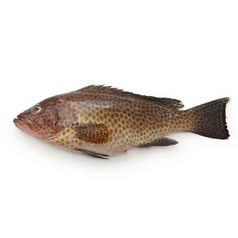 Hamour